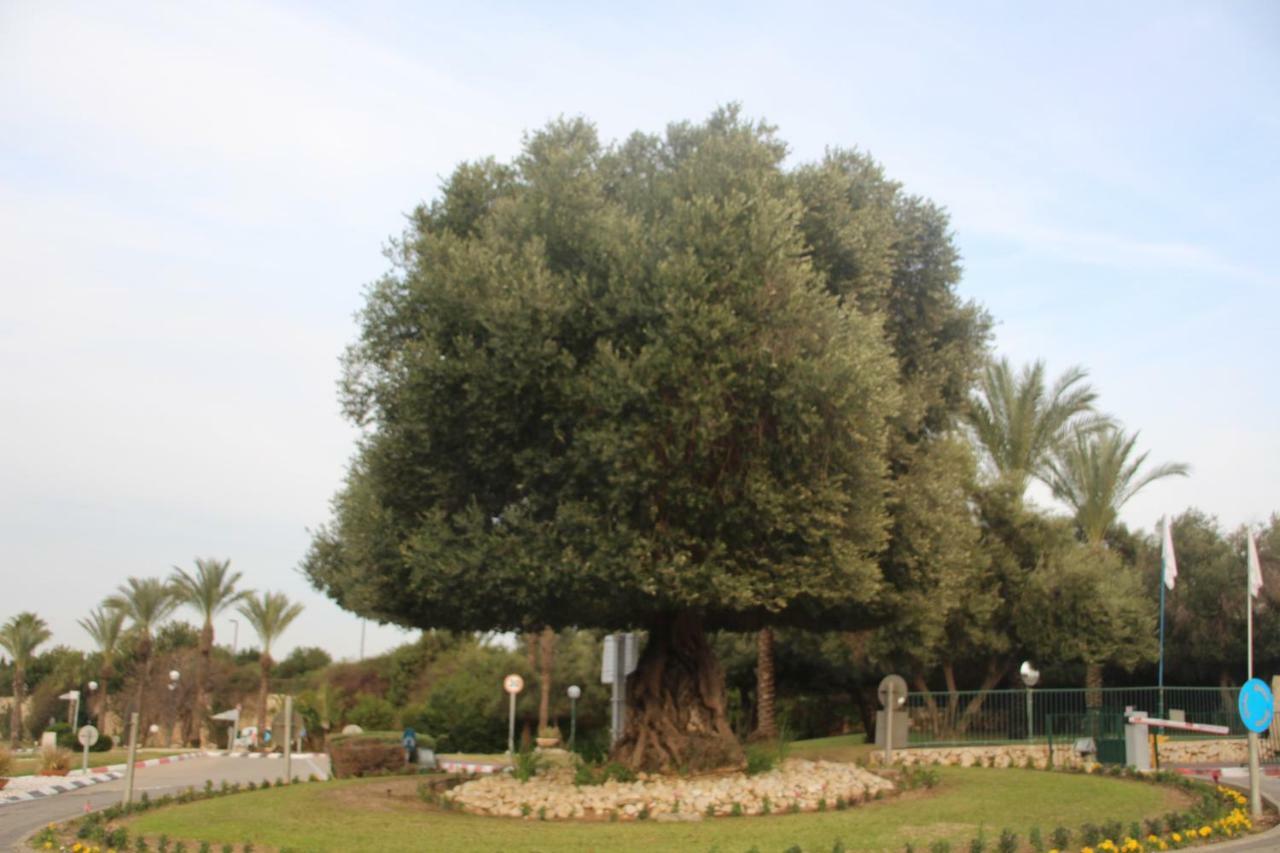 The Beach Garden Apt. Caesarea Exterior photo